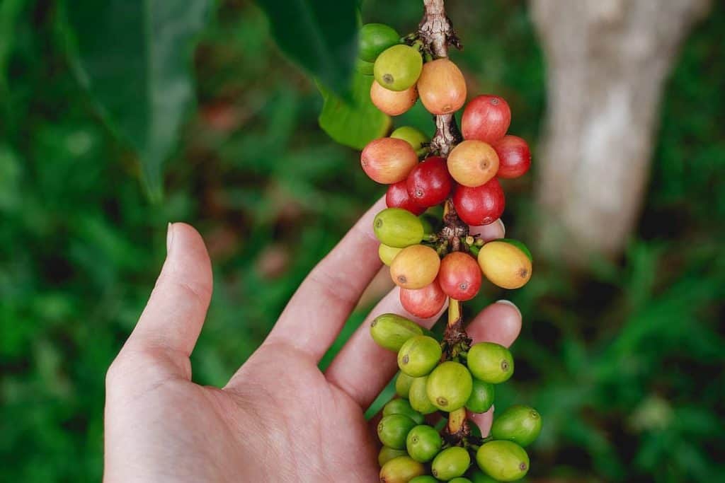 The Best Kona Coffee Beans 2024 (and where to buy them) Creators Of