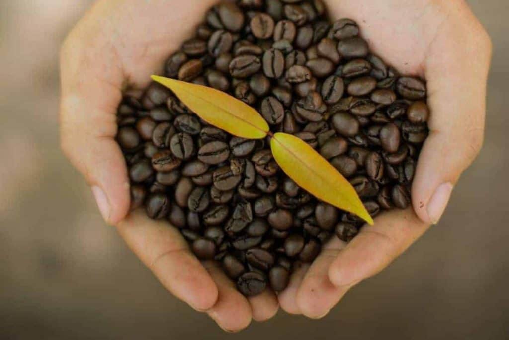 Lowest Acidity Coffee The Best Low Acid Coffee Brands [2024 Guide