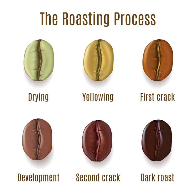 Stages Of Coffee Stages Of Coffee Roasting Chart TEDG Stages Of Coffee Stages Of Coffee Roasting Chart TEDG